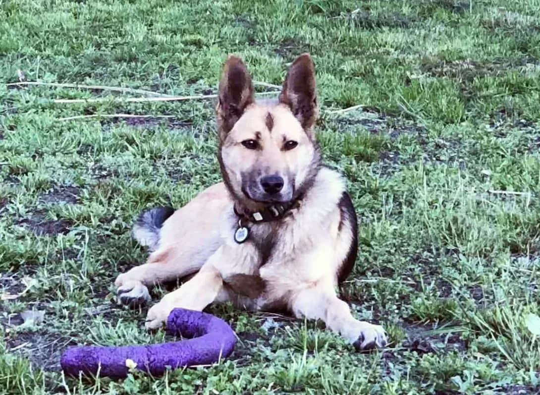 Dina (Діна), female young Mixed Breed for adoption at Happy Paw Kyiv