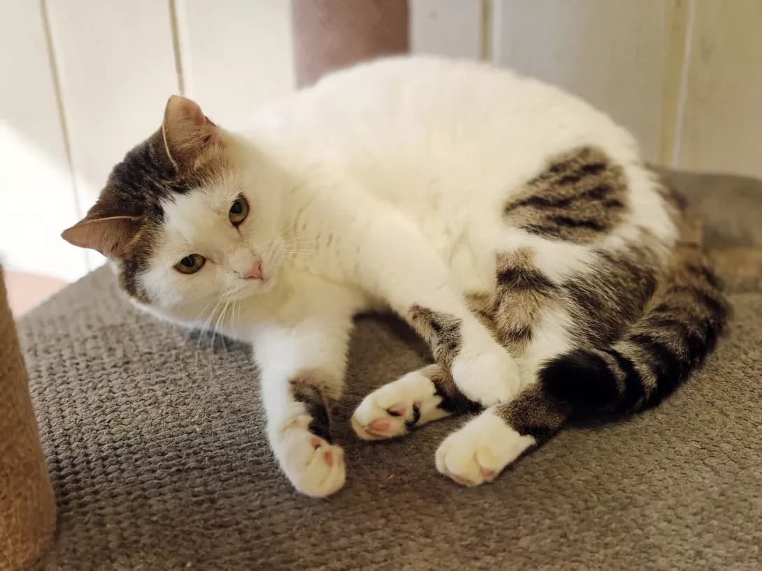 Broshka (Брошка), Mixed Breed (Happy Paw Kyiv)