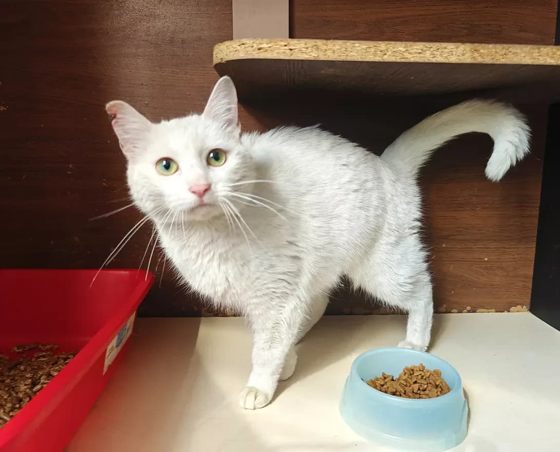 Aysi (Айсі), Mixed Breed (Happy Paw Kyiv)