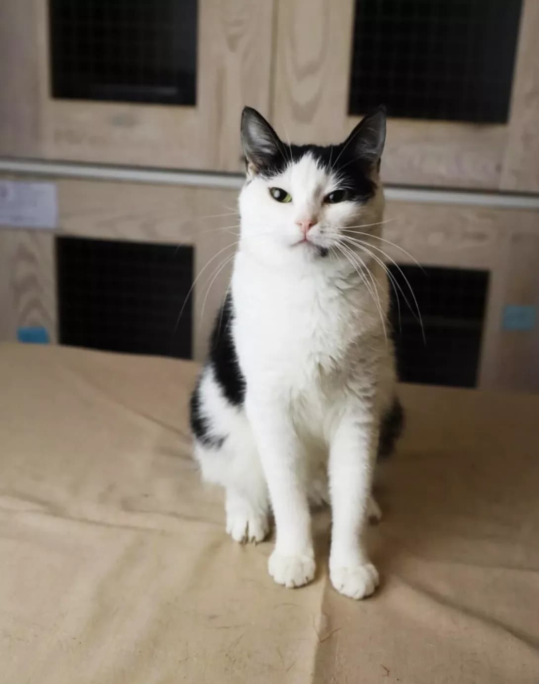 Kosmeya (Космея), Mixed Breed (Happy Paw Kyiv)