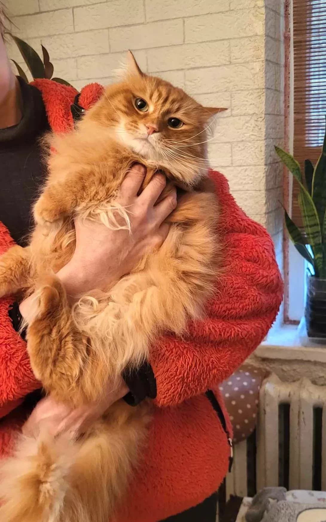 Lisik (Лісік), Mixed Breed (Happy Paw Kyiv)