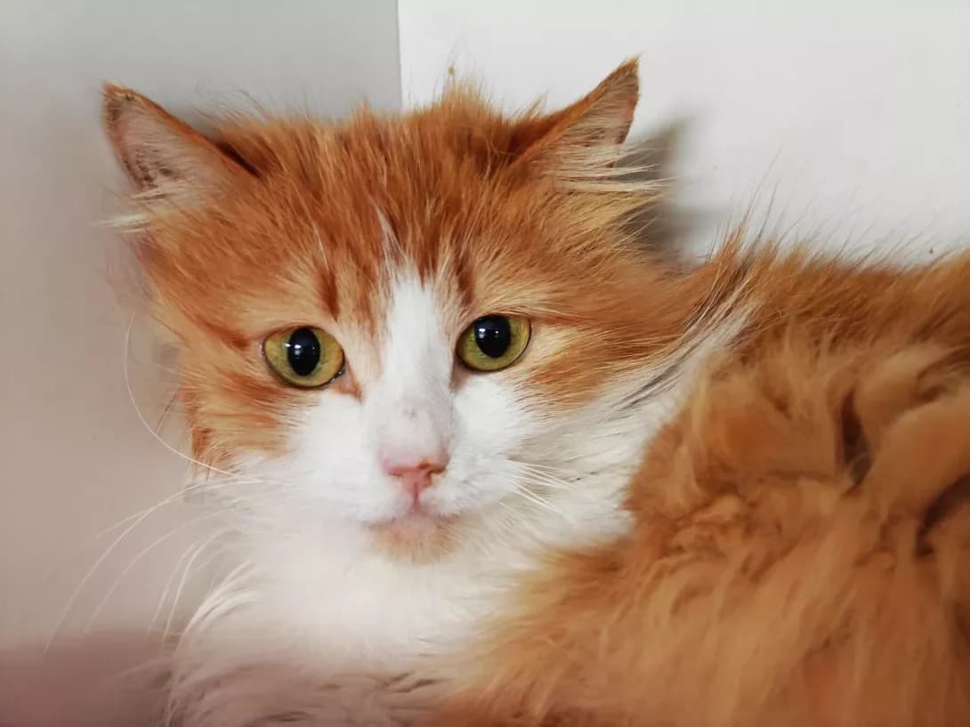 Alisa (Аліса), Mixed Breed (Happy Paw Kyiv)
