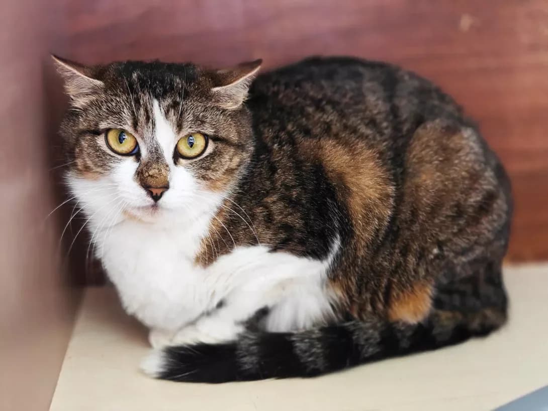 Liana (Ліана), Mixed Breed (Happy Paw Kyiv)