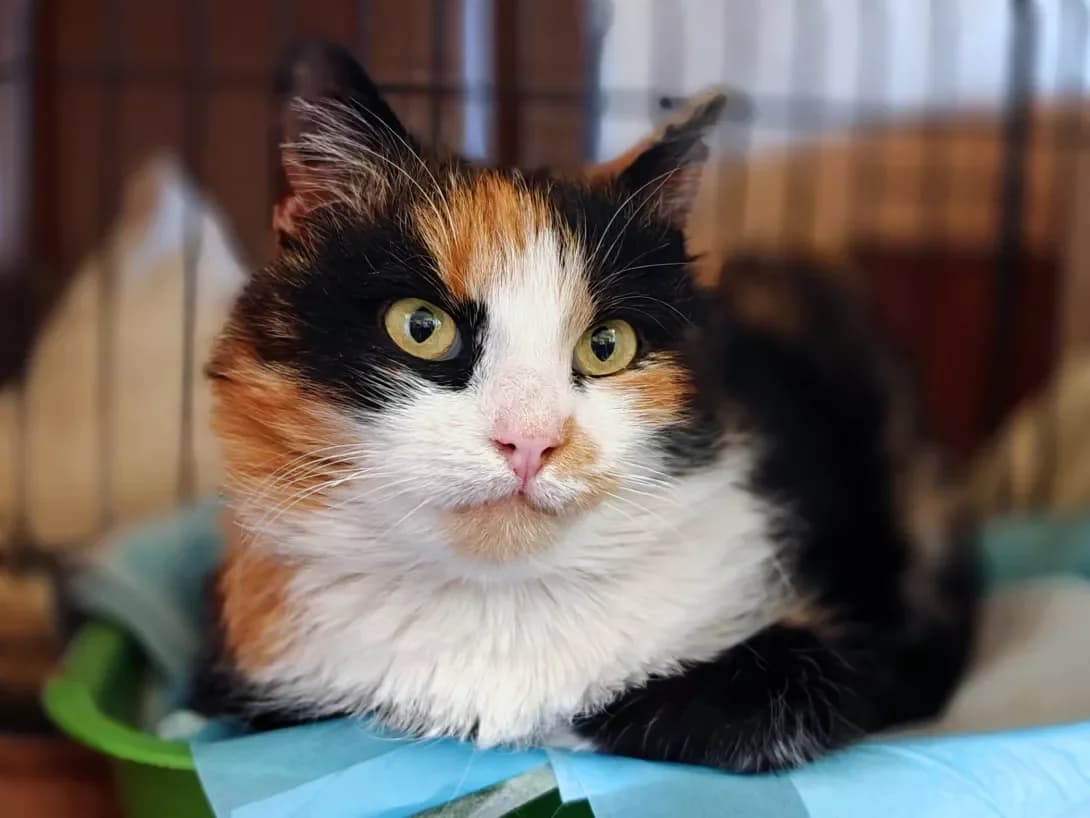Akvaryel (Акварєль), Mixed Breed (Happy Paw Kyiv)