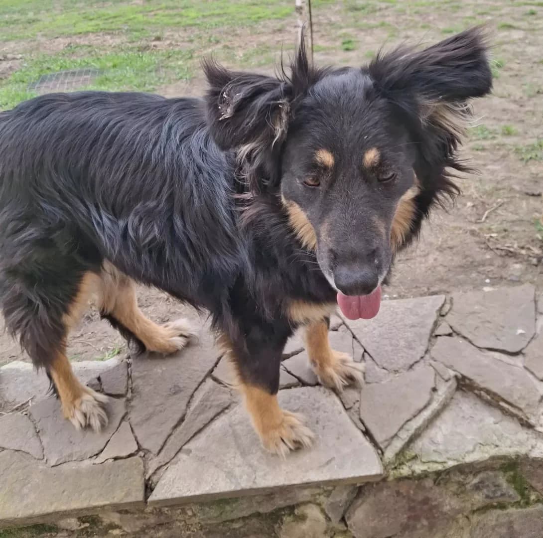 Nyusha (Нюша), Mixed Breed (Happy Paw Kyiv Oblast)