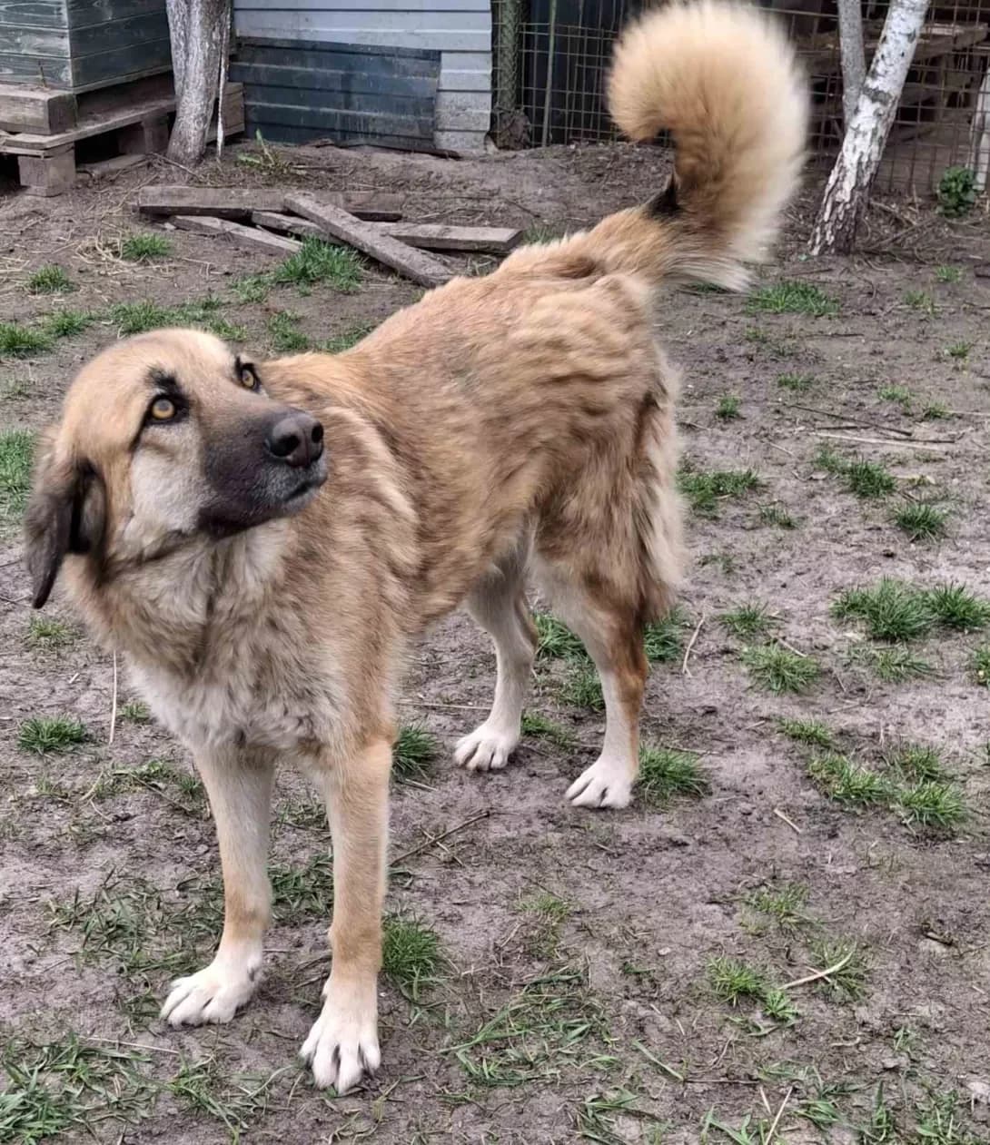 Dzhavelina (Джавеліна), Mixed Breed (Happy Paw Kyiv Oblast)