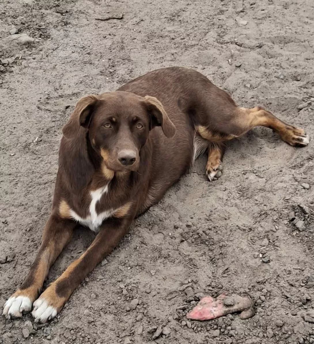 Barsa (Барса), Mixed Breed (Happy Paw Kyiv Oblast)