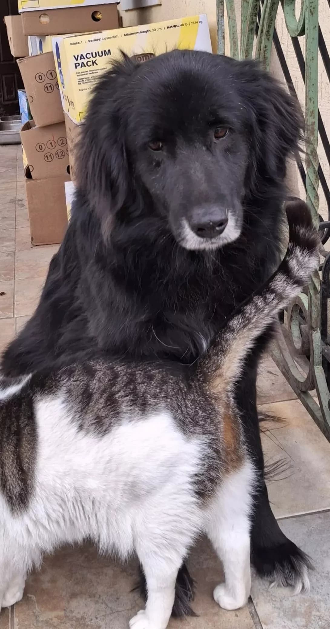 Buch (Буч), Mixed Breed (Happy Paw Kyiv Oblast)