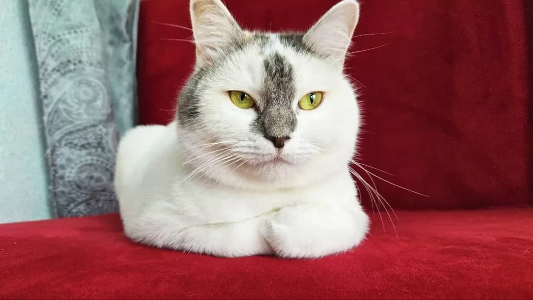 Varvara (Варвара), Mixed Breed (Happy Paw Kyiv)