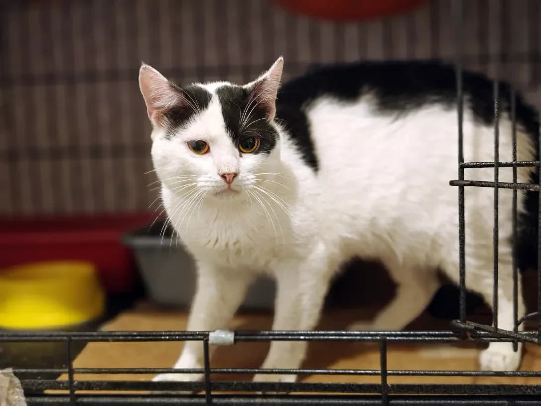 Amur (Амур), Mixed Breed (Happy Paw Kyiv)