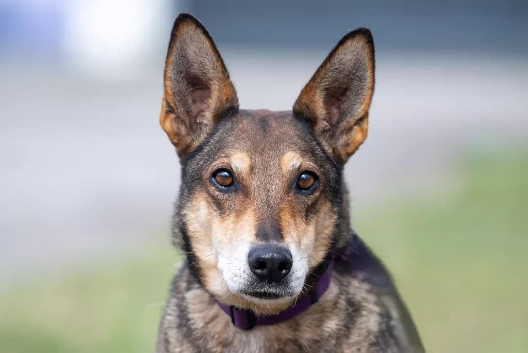 Zorya (Зоря), Mixed Breed (Happy Paw Kyiv Oblast)