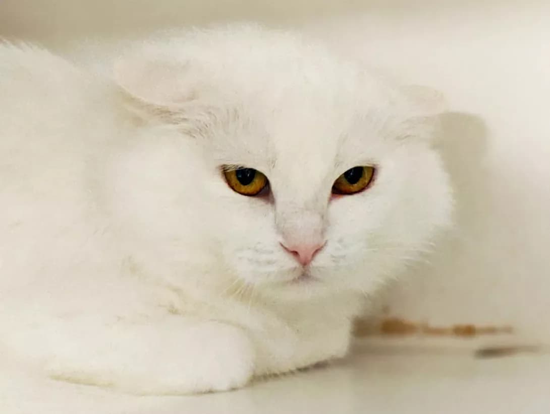 Khmarinka (Хмаринка), Mixed Breed (Happy Paw Kyiv)