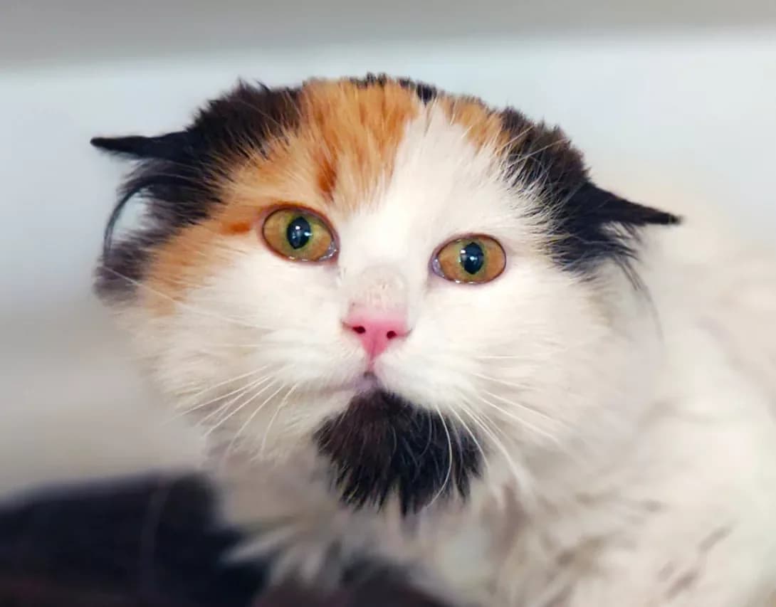 Barbi (Барбі), Mixed Breed (Happy Paw Kyiv)