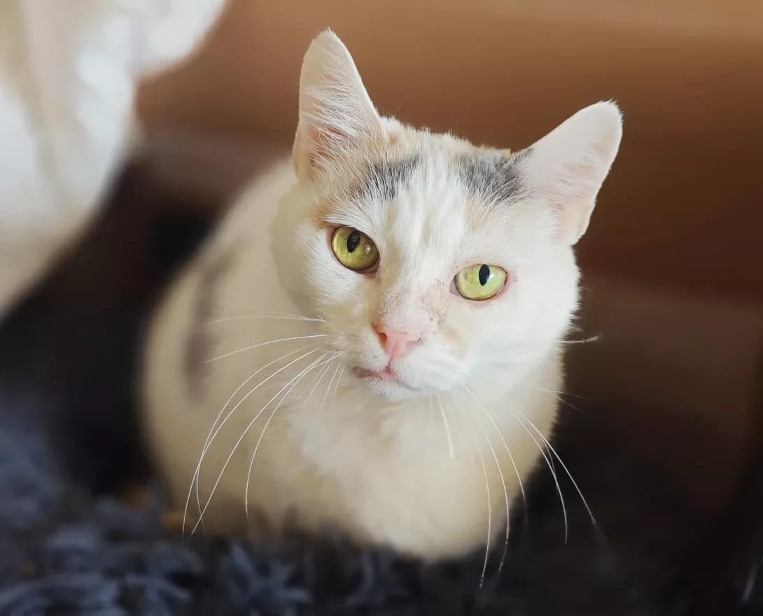 Mizi (Мізі), Mixed Breed (Happy Paw Kyiv)