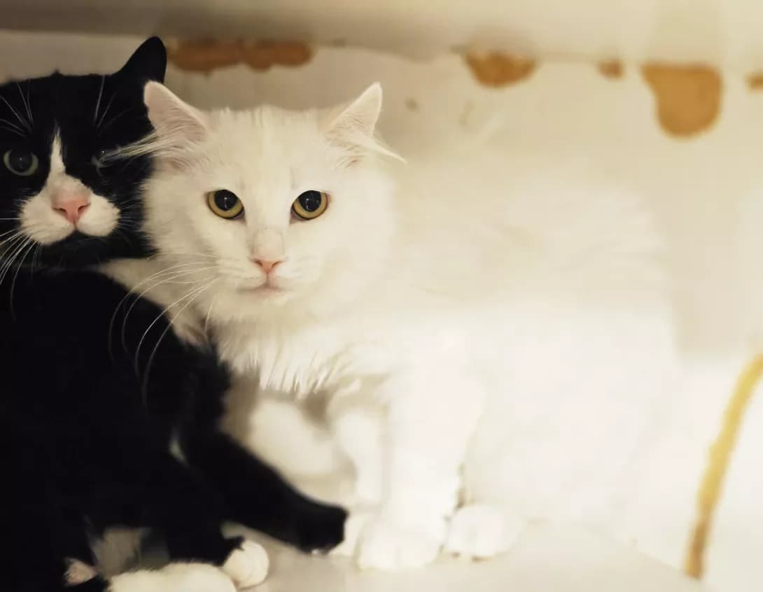 Vanil (Ваніль), Mixed Breed (Happy Paw Kyiv)