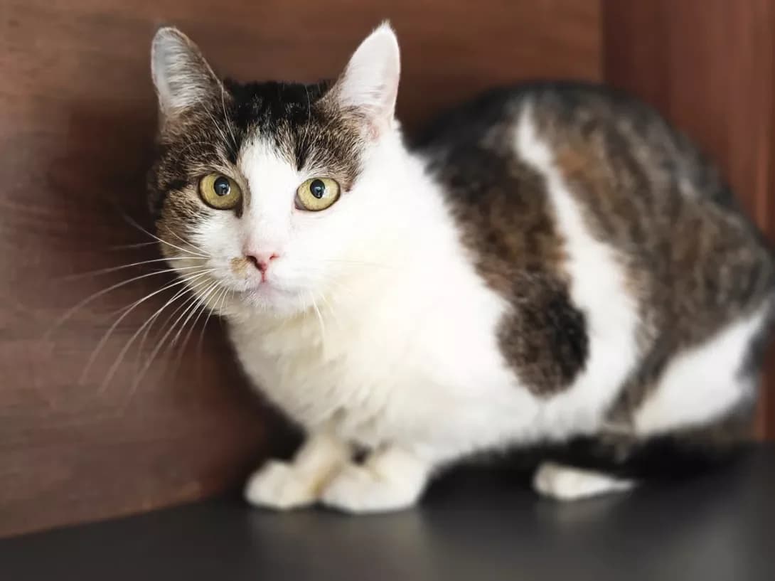 Zhasmina (Жасміна), Mixed Breed (Happy Paw Kyiv)
