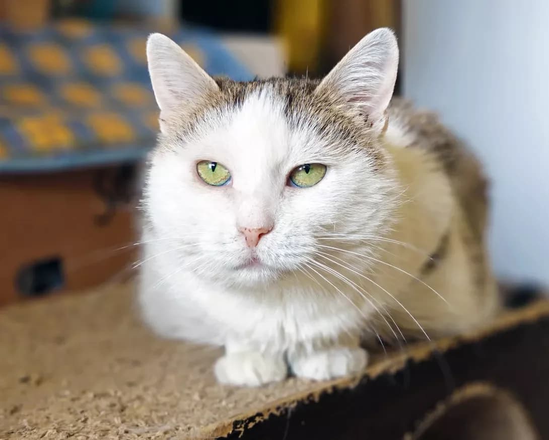 Pampusha (Пампуша), Mixed Breed (Happy Paw Kyiv)