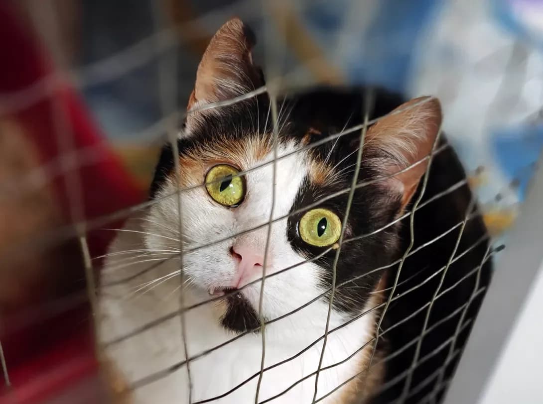 Fanta (Фанта), Mixed Breed (Happy Paw Kyiv)