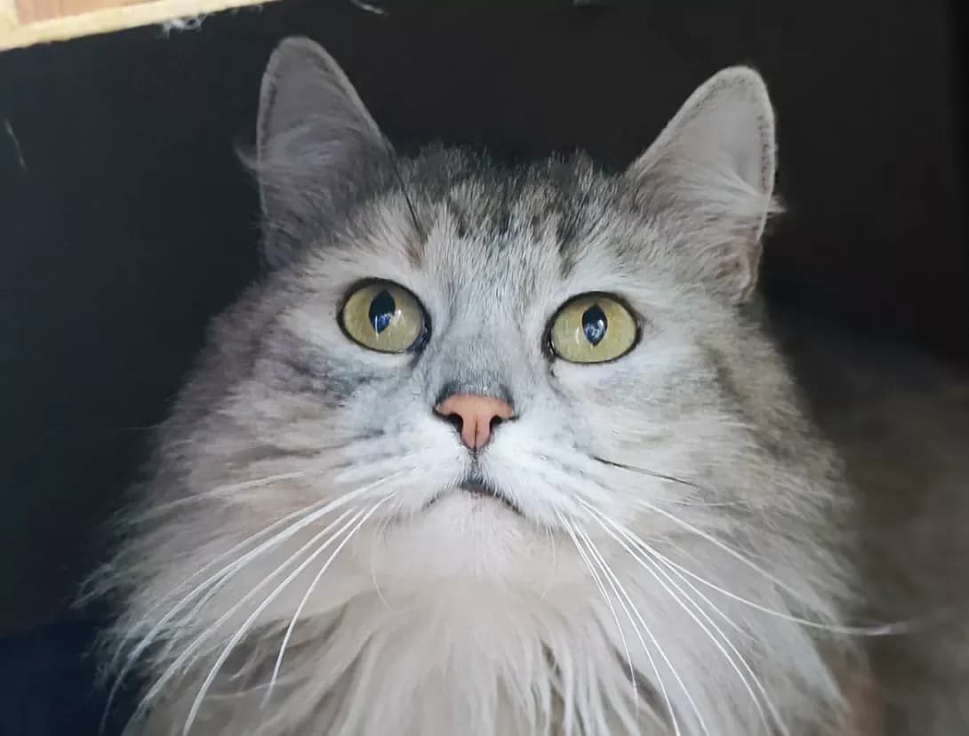 Silva (Сільва), Mixed Breed (Happy Paw Kyiv)