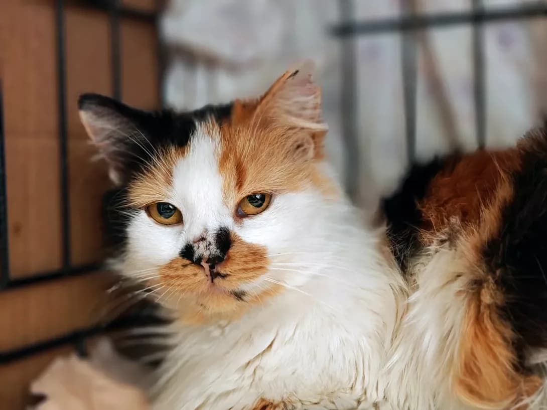 Malvina (Мальвіна), Mixed Breed (Happy Paw Kyiv)