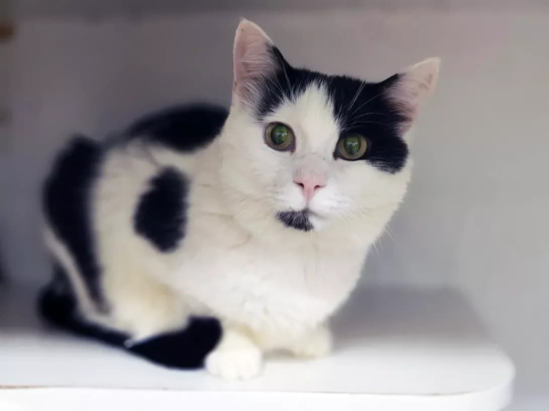 Oreo (Орео), Mixed Breed (Happy Paw Kyiv)