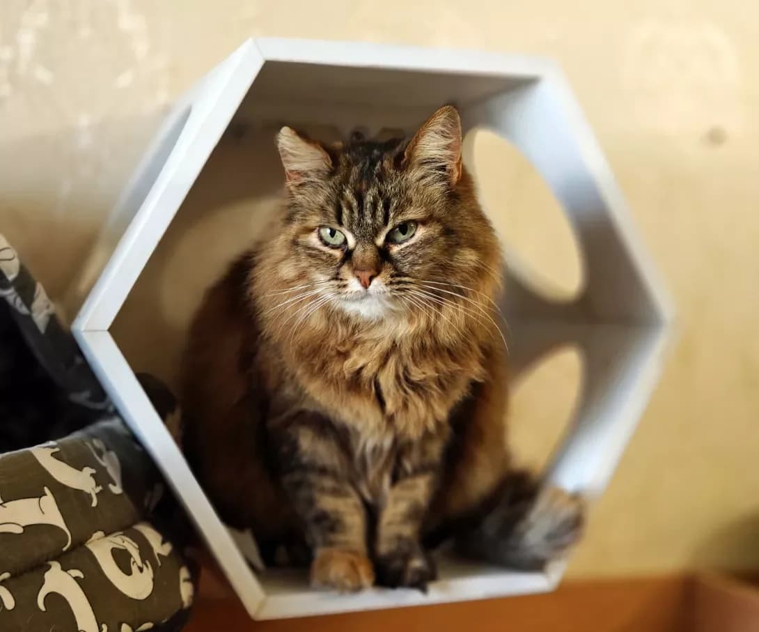 Vanessa (Ванесса), Mixed Breed (Happy Paw Kyiv)
