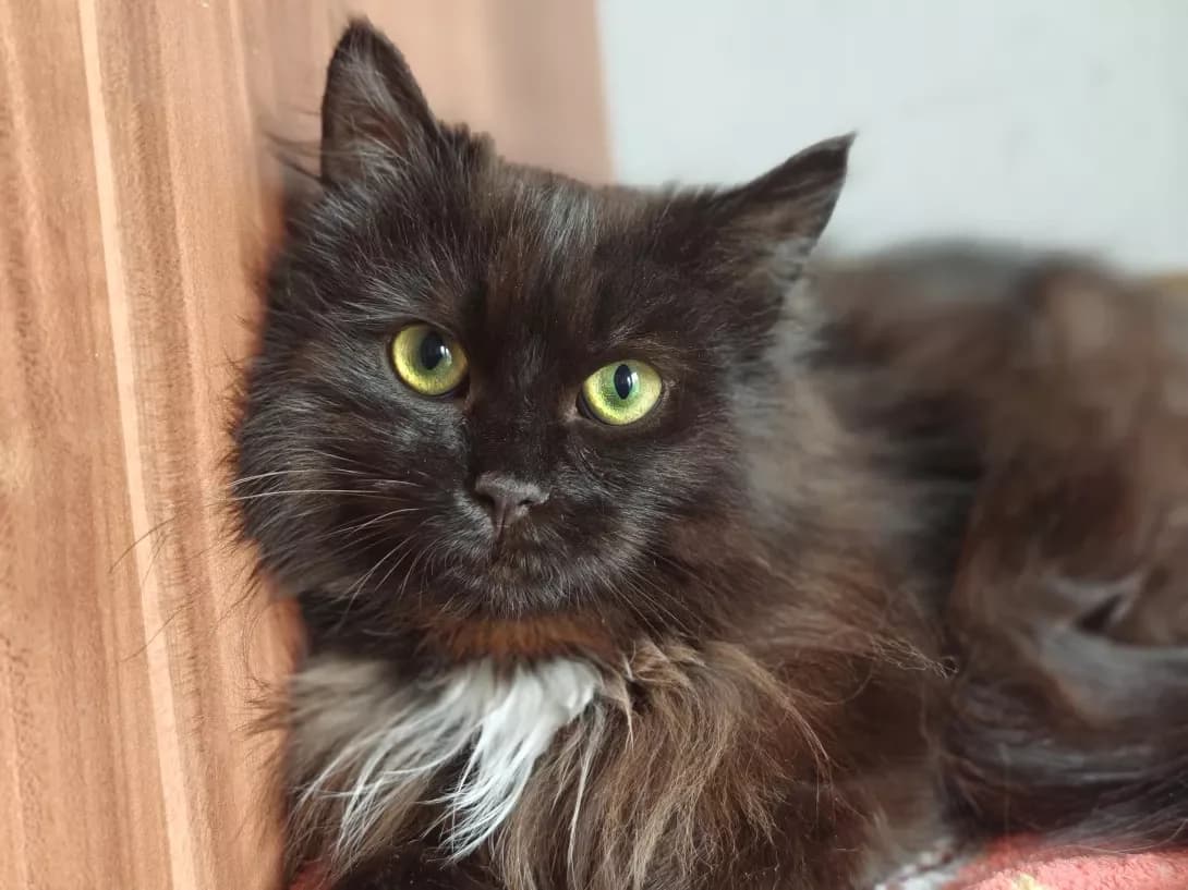 Kay (Кай), Mixed Breed (Happy Paw Kyiv)