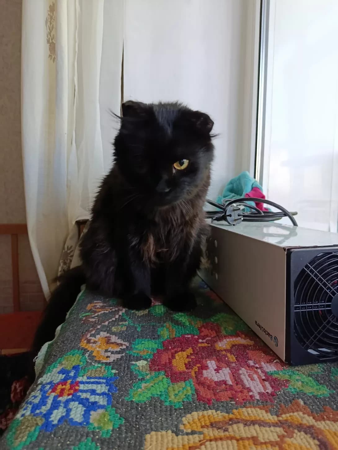 Vasya (Вася), male 3yo Mixed Breed for adoption at Happy Paw Poltava