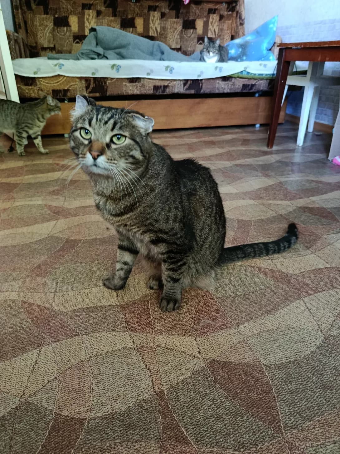 Fedya (Федя), male 4yo Mixed Breed for adoption at Happy Paw Poltava