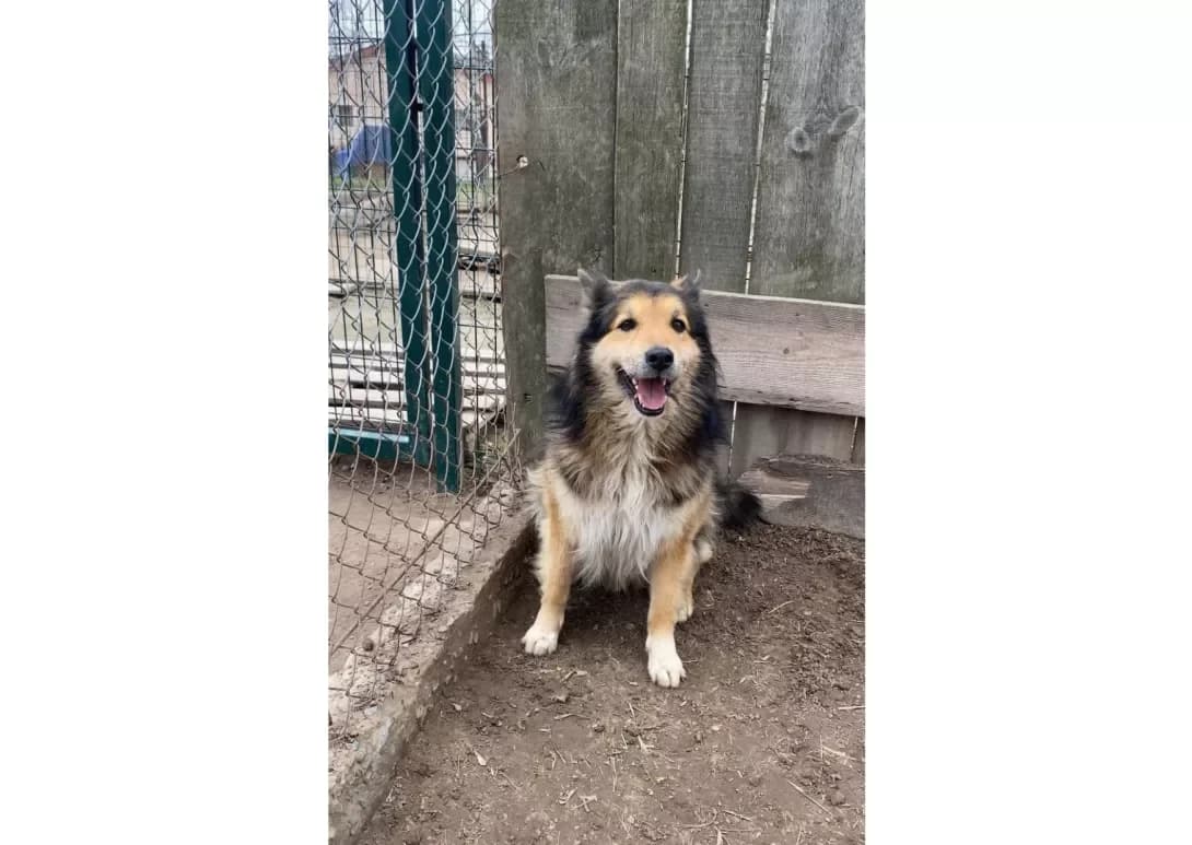 Reks (Рекс), male 6yo Mixed Breed for adoption at Happy Paw Kyiv