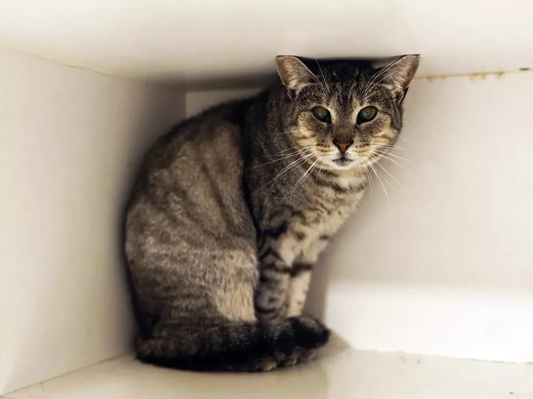Asti (Асті), Mixed Breed (Happy Paw Kyiv)