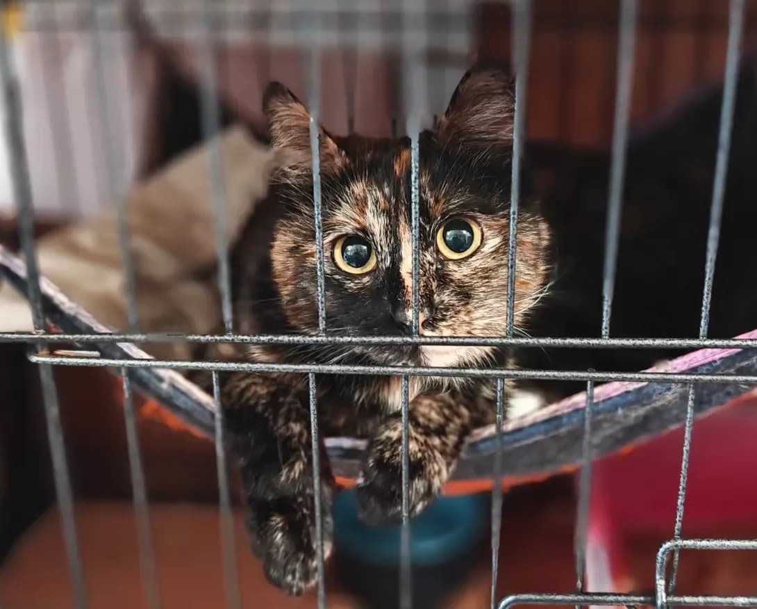 Sovushka (Совушка), Mixed Breed (Happy Paw Kyiv)
