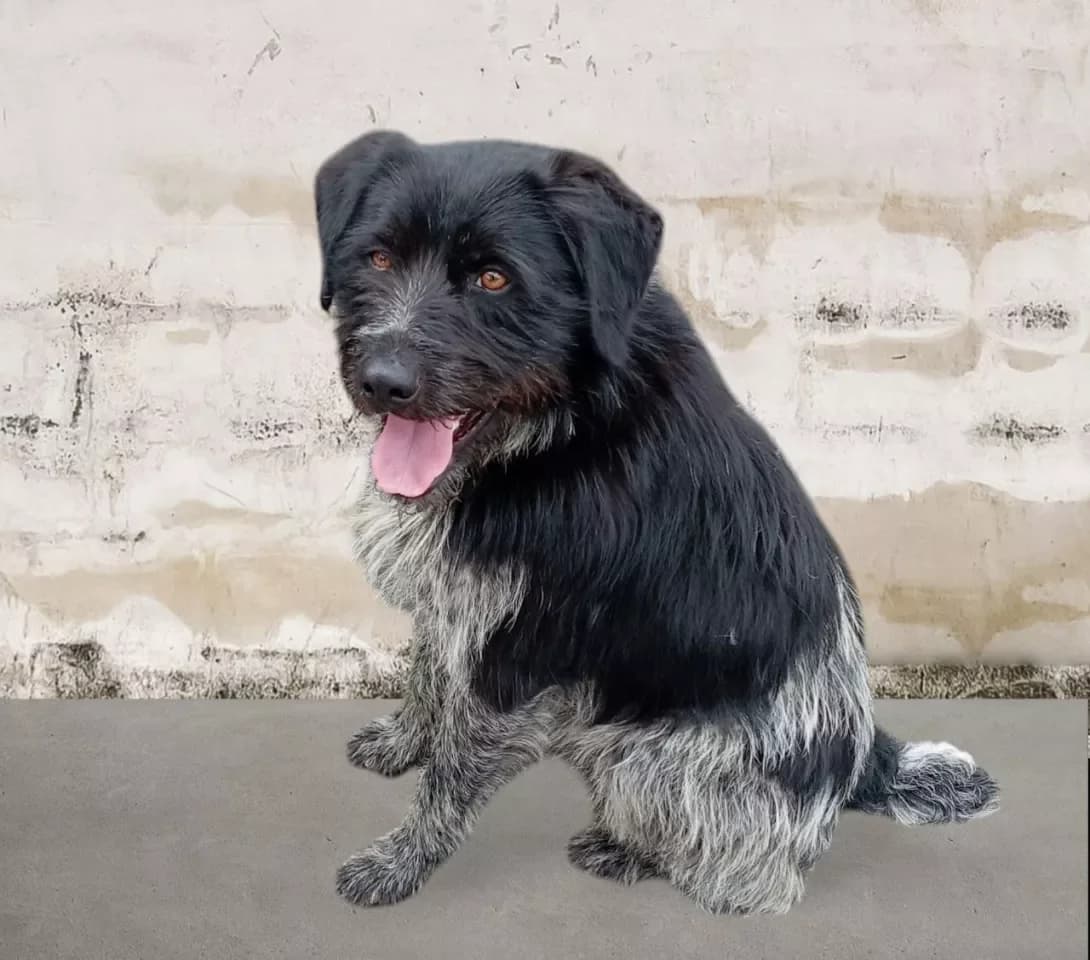 Misha (Міша), male young Mixed Breed for adoption at Happy Paw Kyiv