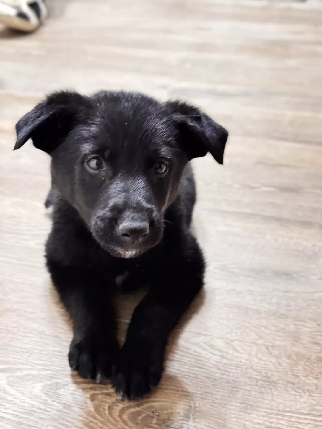 Rey (Рей), male young Mixed Breed for adoption at Happy Paw Kyiv