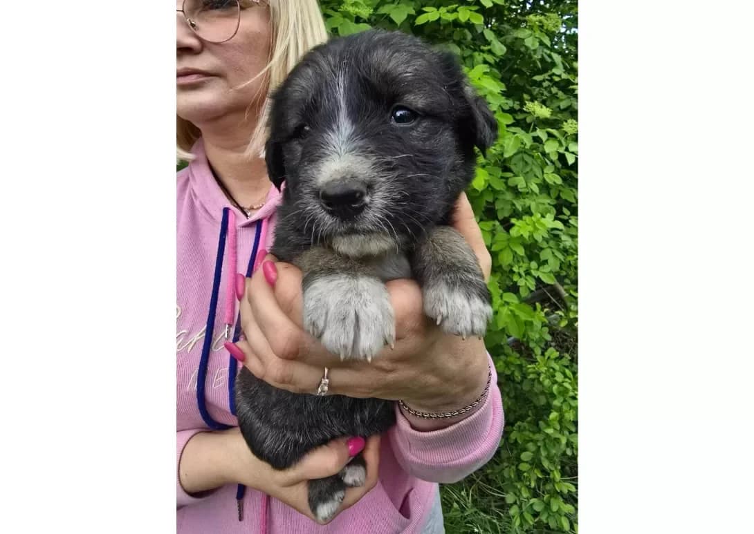 Tsutsenyata (Цуценята), male young Mixed Breed for adoption at Happy Paw Kyiv