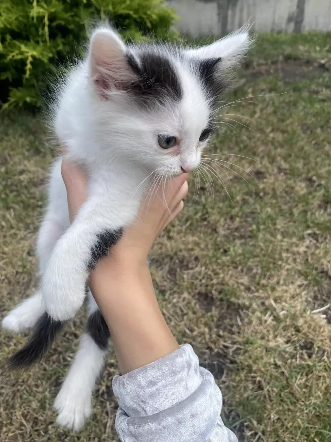 Koshenya (Кошеня), male puppy Mixed Breed for adoption at Happy Paw Dnipro
