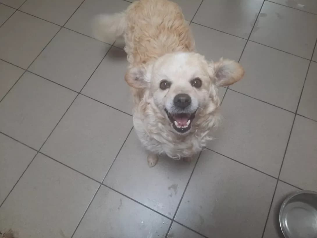 Barashik (Барашик), male senior Mixed Breed for adoption at Happy Paw Zaporizhzhia