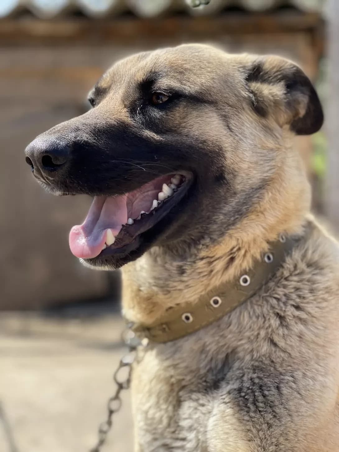 Gerda (Герда), female 4yo Mixed Breed for adoption at Happy Paw Donetsk Oblast