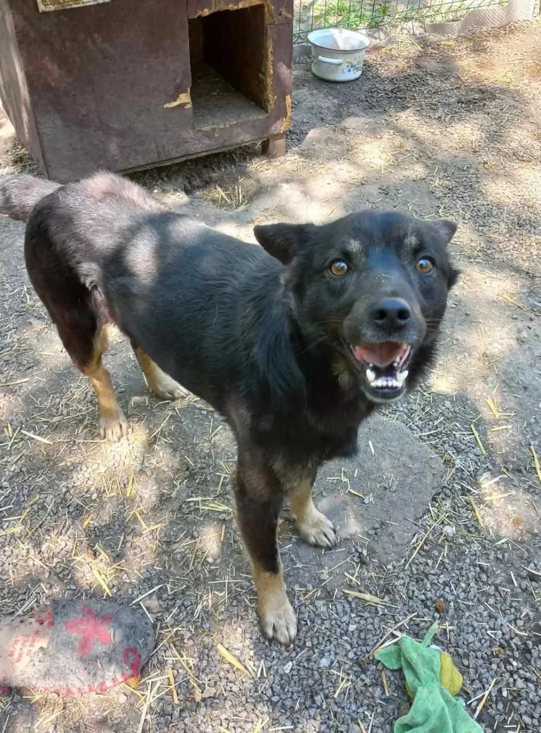 Endi (Енді), Mixed Breed (Happy Paw Kirovohrad)