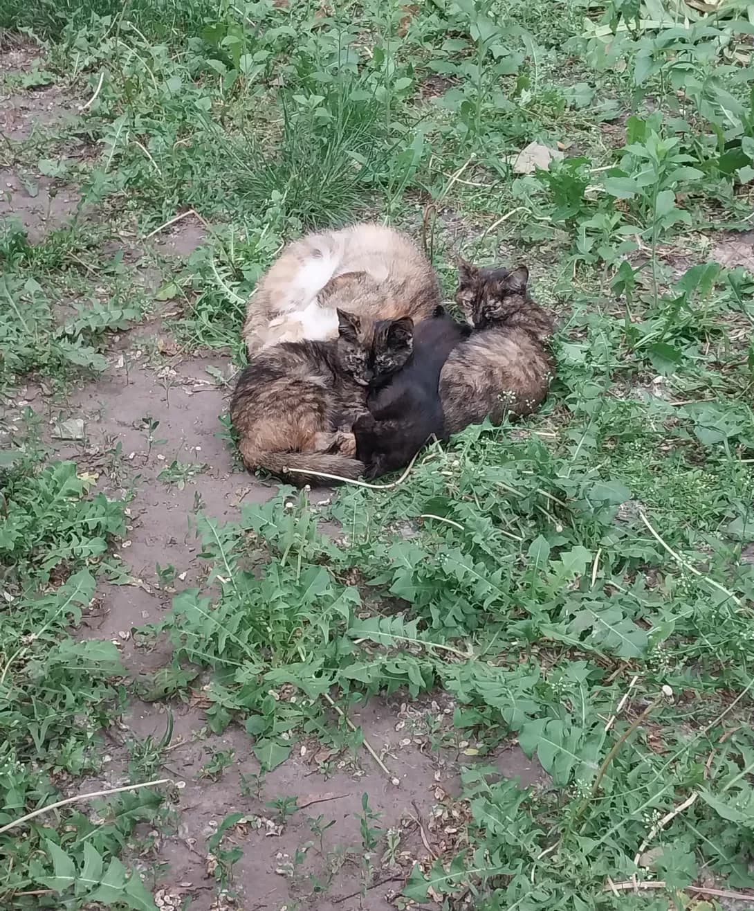 Koshenyata (Кошенята), Mixed Breed (Happy Paw Kyiv)