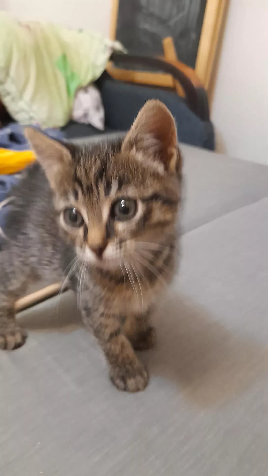 Lu (Лу), female young Mixed Breed for adoption at Happy Paw Odesa