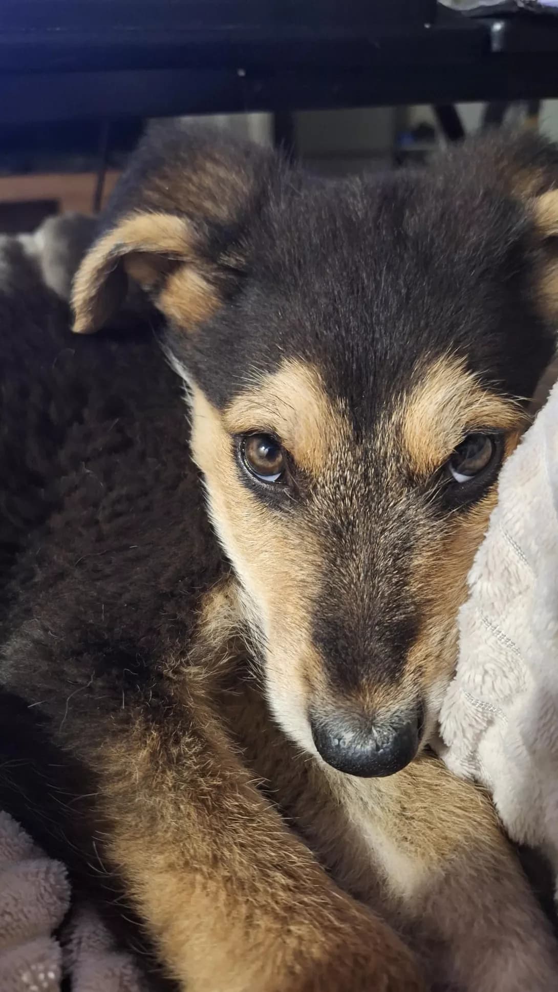 Bob Marli (Боб Марлі), male young Mixed Breed for adoption at Happy Paw Lviv