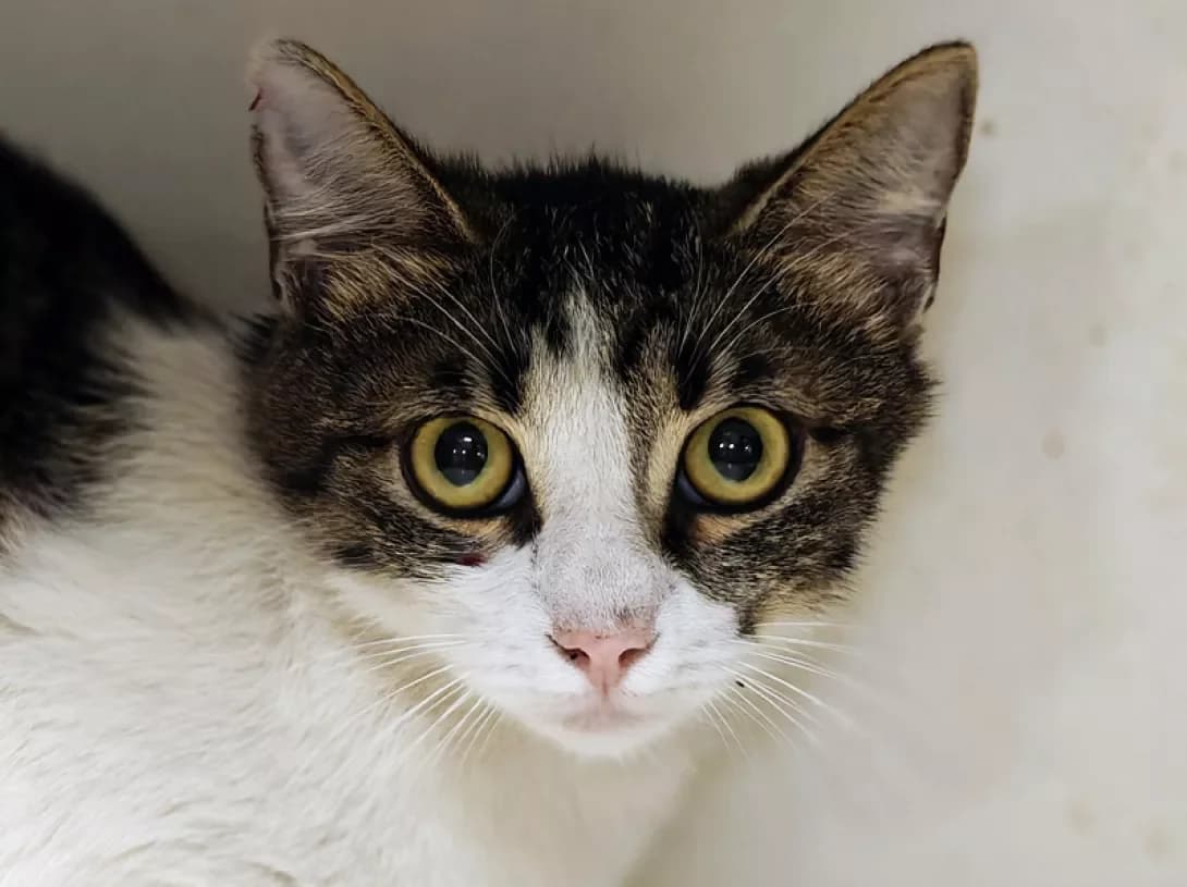 Kitti (Кітті), Mixed Breed (Happy Paw Kyiv)