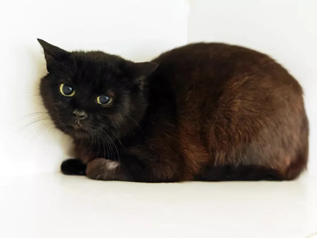 Popelyushka (Попелюшка), Mixed Breed (Happy Paw Kyiv)