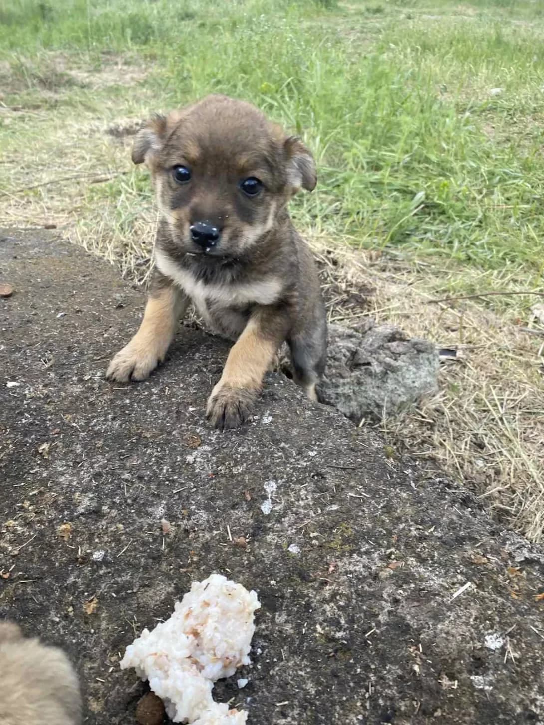 Bez imeni (Без імені), Mixed Breed (Happy Paw Kirovohrad)