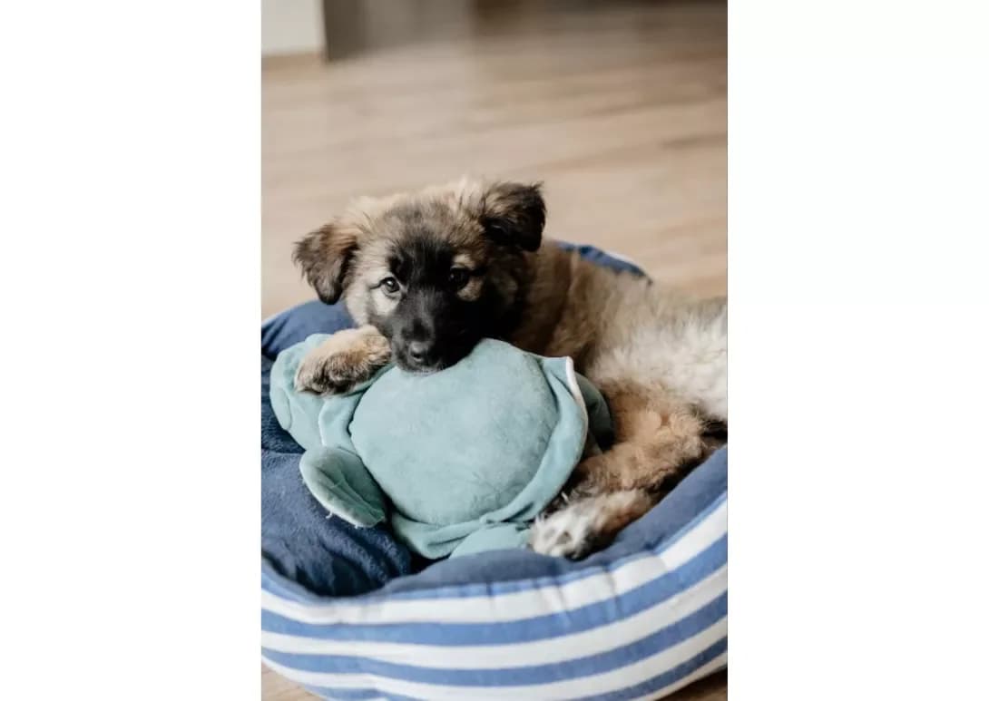 Zhuzha (Жужа), female young Mixed Breed for adoption at Happy Paw Kyiv
