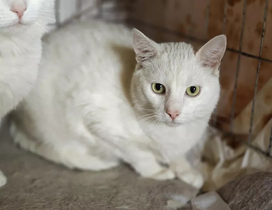Sapfir (Сапфір), Mixed Breed (Happy Paw Kyiv)
