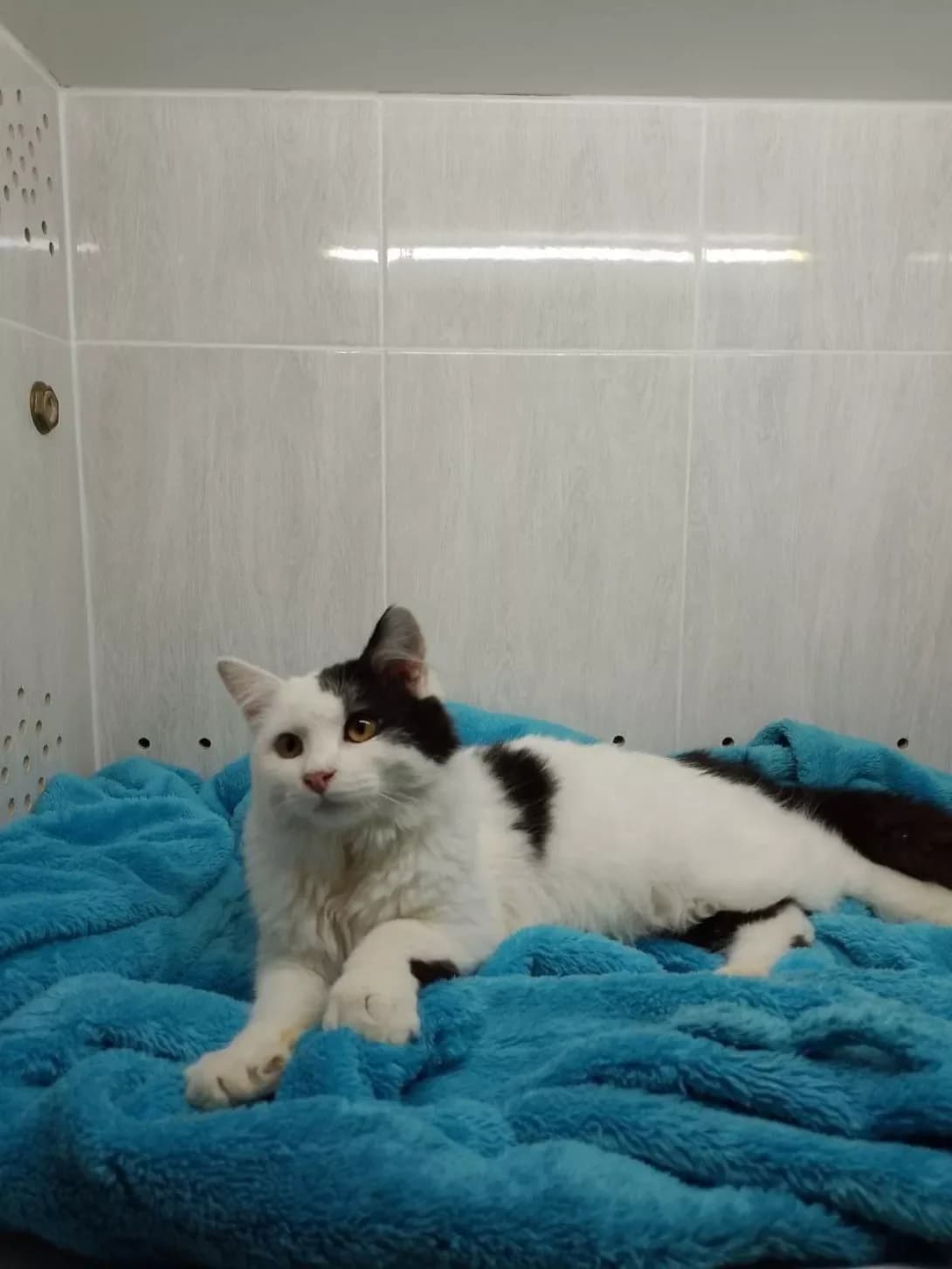 Nataniyel (Натанієль), male young Mixed Breed for adoption at Happy Paw Poltava