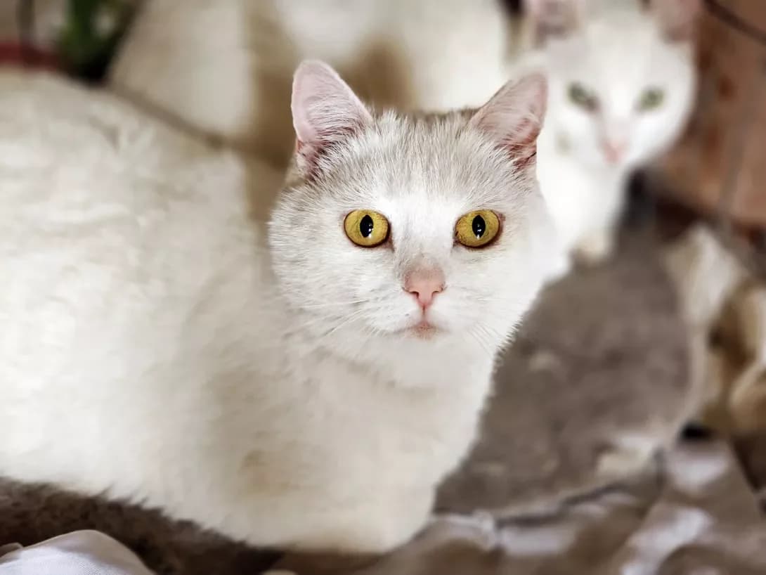 Nolik (Нолік), Mixed Breed (Happy Paw Kyiv)