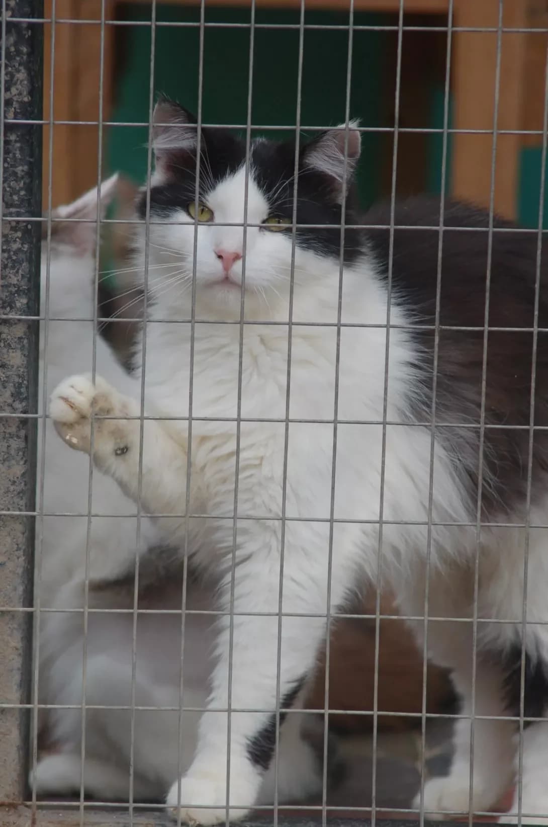 Nil (Ніл), male young Mixed Breed for adoption at Happy Paw Poltava
